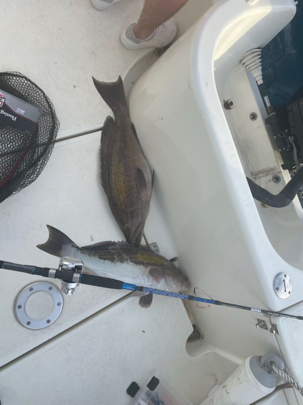 Full Fishing Experience in Sarandë – Jigging & Spinning Combo