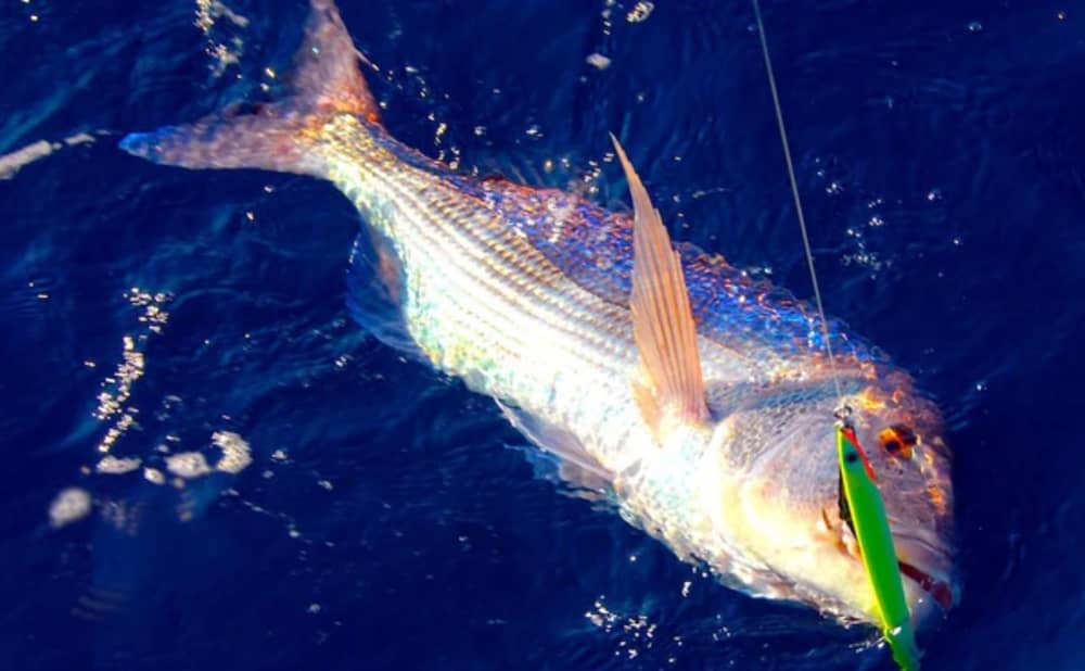 Full Fishing Experience in Sarandë – Jigging & Spinning Combo