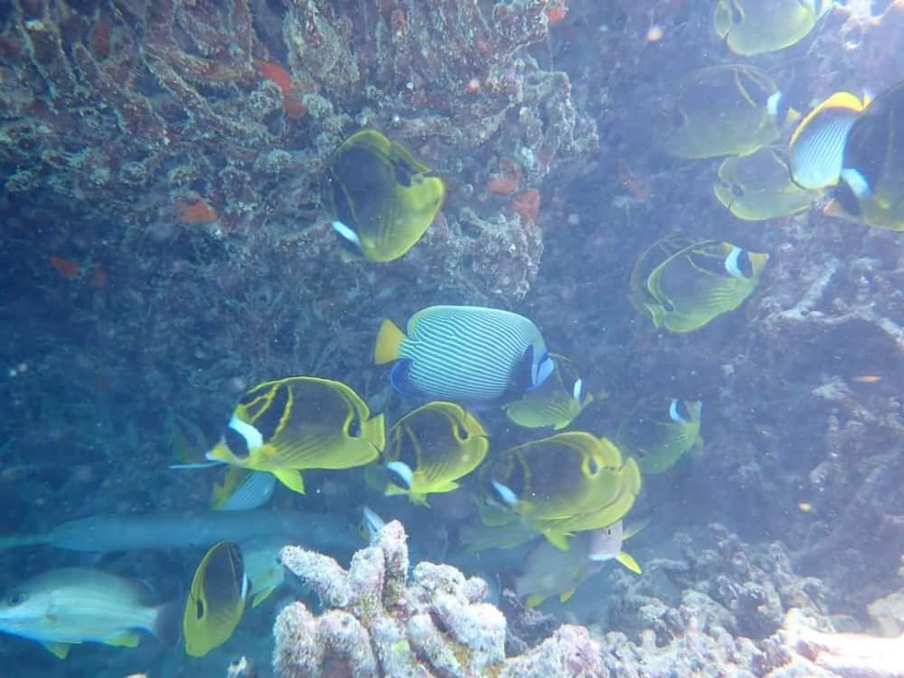 “Treasure Lagoon” – One-day maritime adventure from Pointe Jérôme
