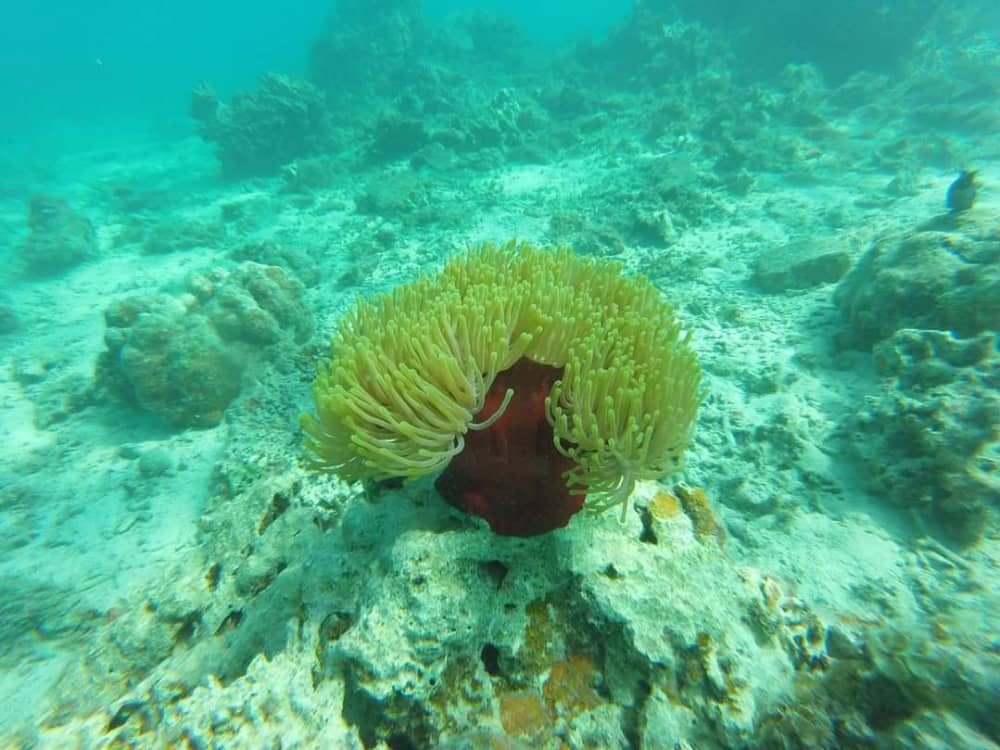 “Treasure Lagoon” – One-day maritime adventure from Pointe Jérôme