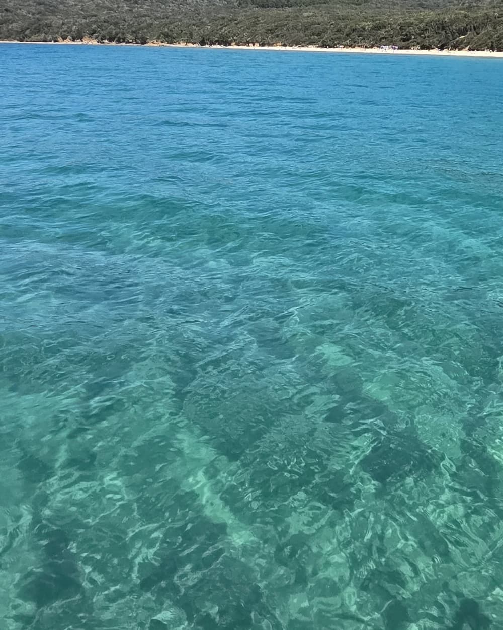Intera giornata in una lussuosa barca per ammirare i fondali della stupenda costa da Cala Violina all'Isola dello Sparviero accompagnati da un esperto Istruttore di sub e apnea con possibilità di snorkeling o prova bombole sub.