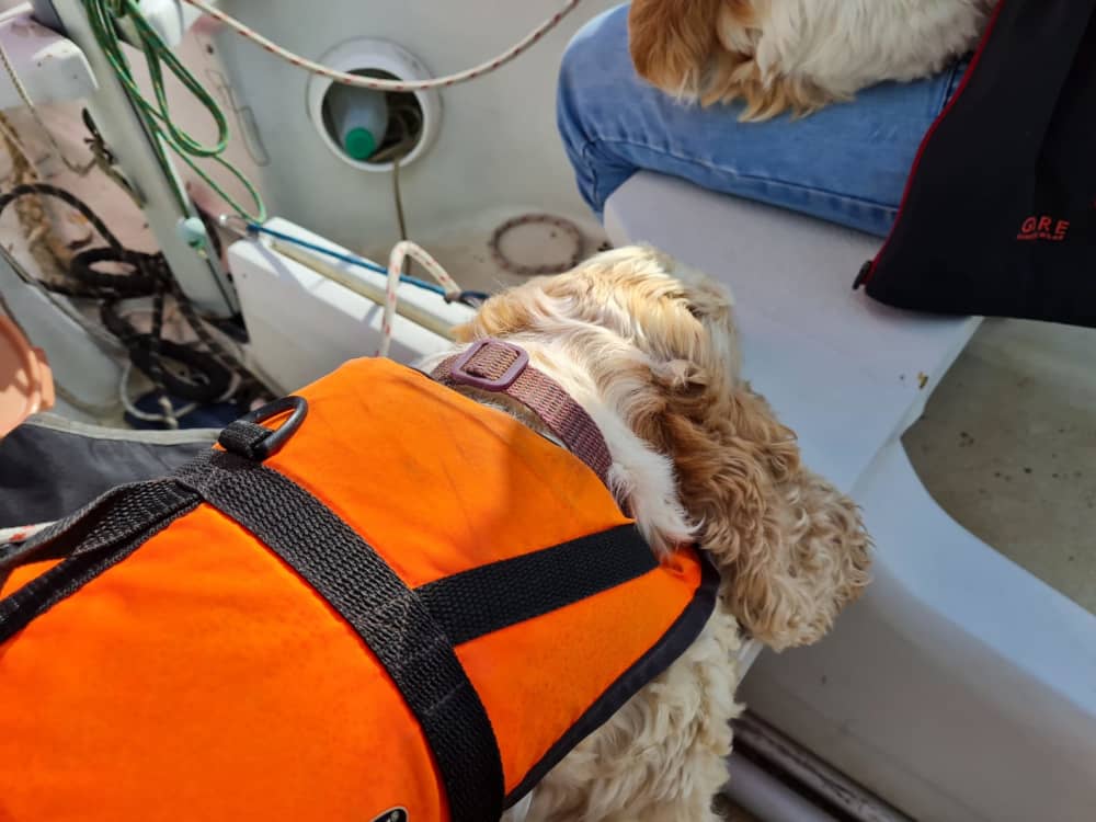 Croisière panoramique de 6 heures dans le port de Poole