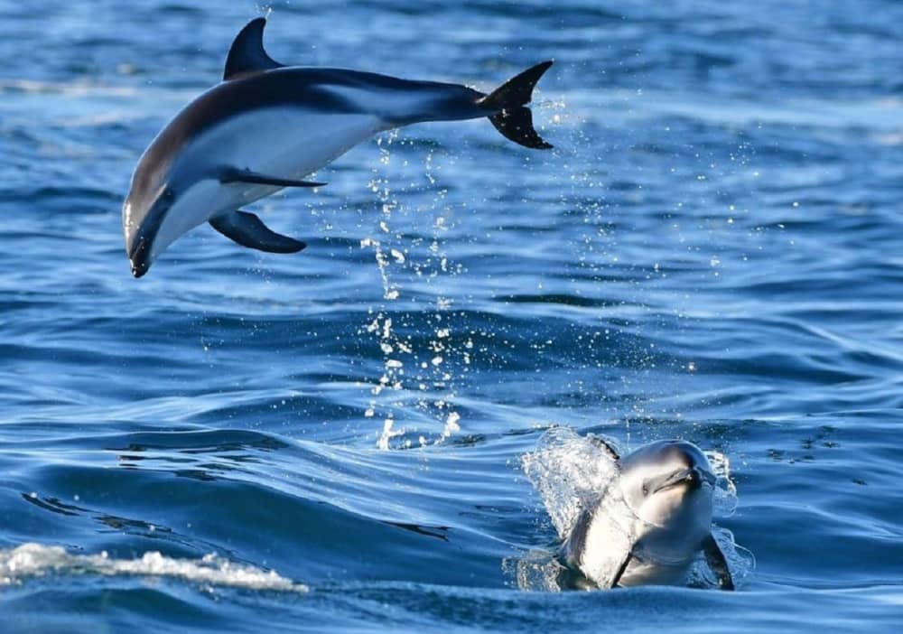 Tavolara and Molara in search of dolphins: a full day adventure in Monomaran