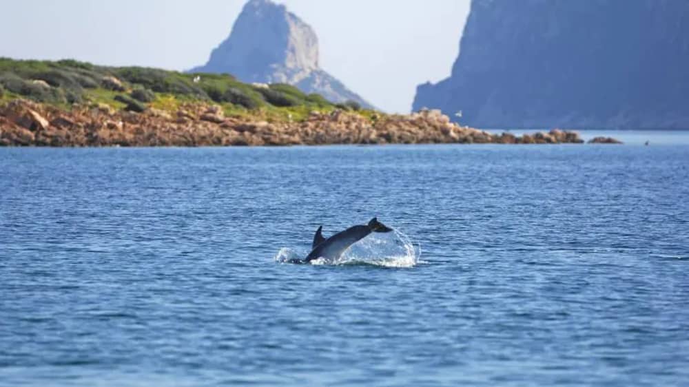 Tavolara and Molara in search of dolphins: a full day adventure in Monomaran