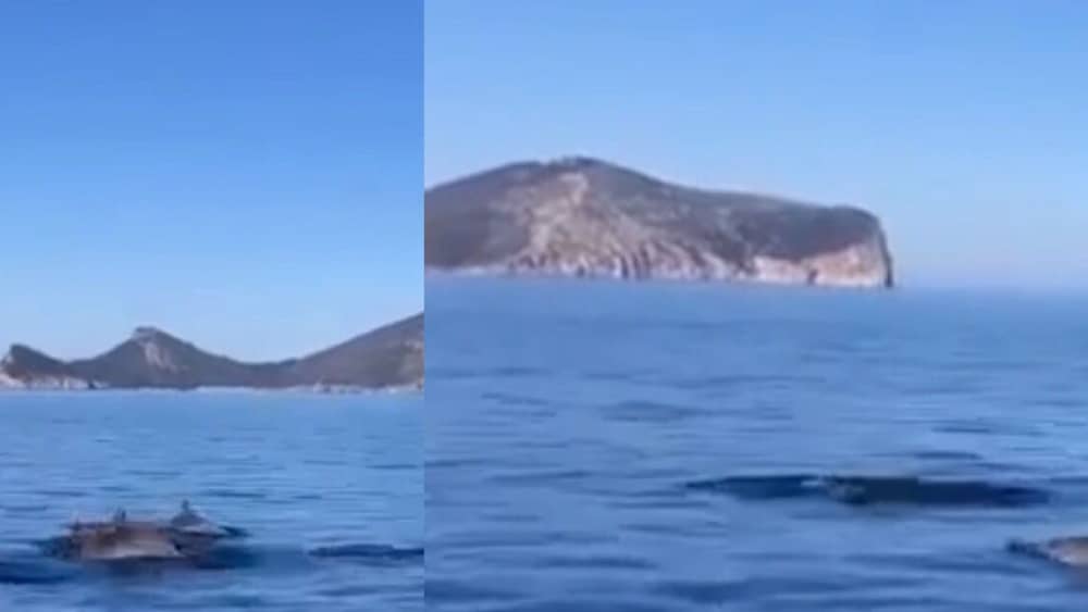 Tavolara and Molara in search of dolphins: a full day adventure in Monomaran