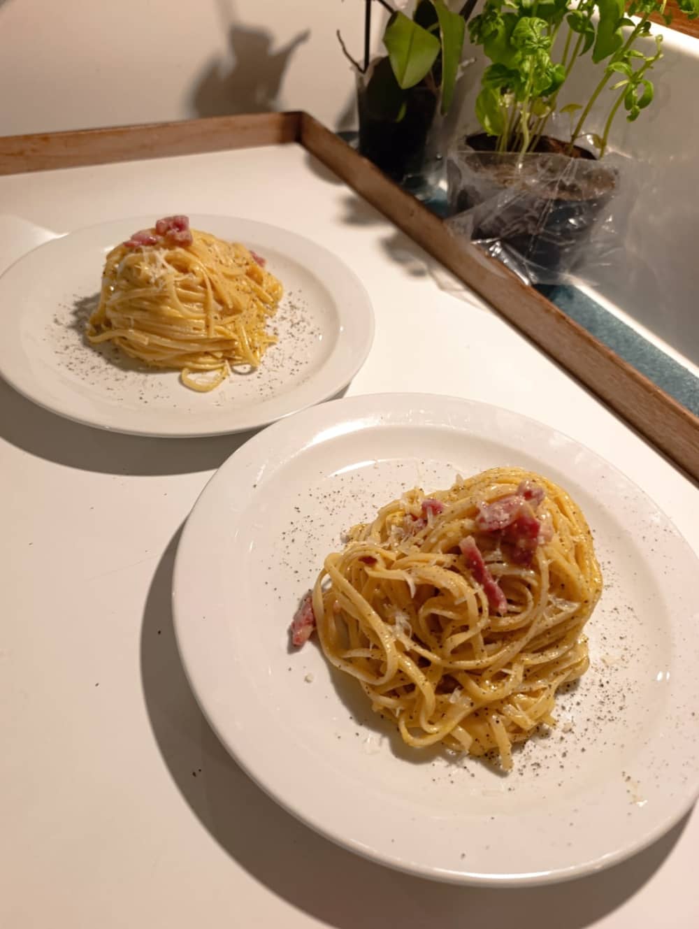 Tavolara and Molara in search of dolphins: a full day adventure in Monomaran