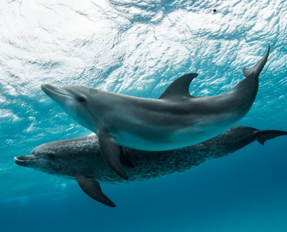 Sunset Dolphin Watching: A Magical Evening on the Adriatic