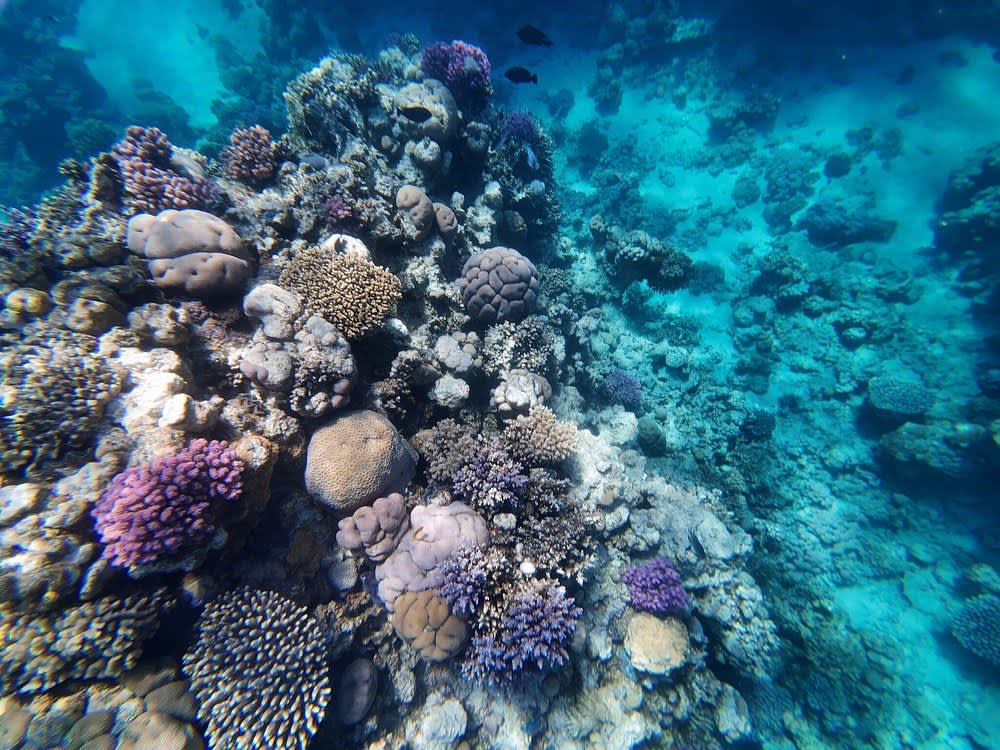 Private Cruise to Tiran Island & Snorkeling Tour - Up to 10 People - From 9 am to 3 pm