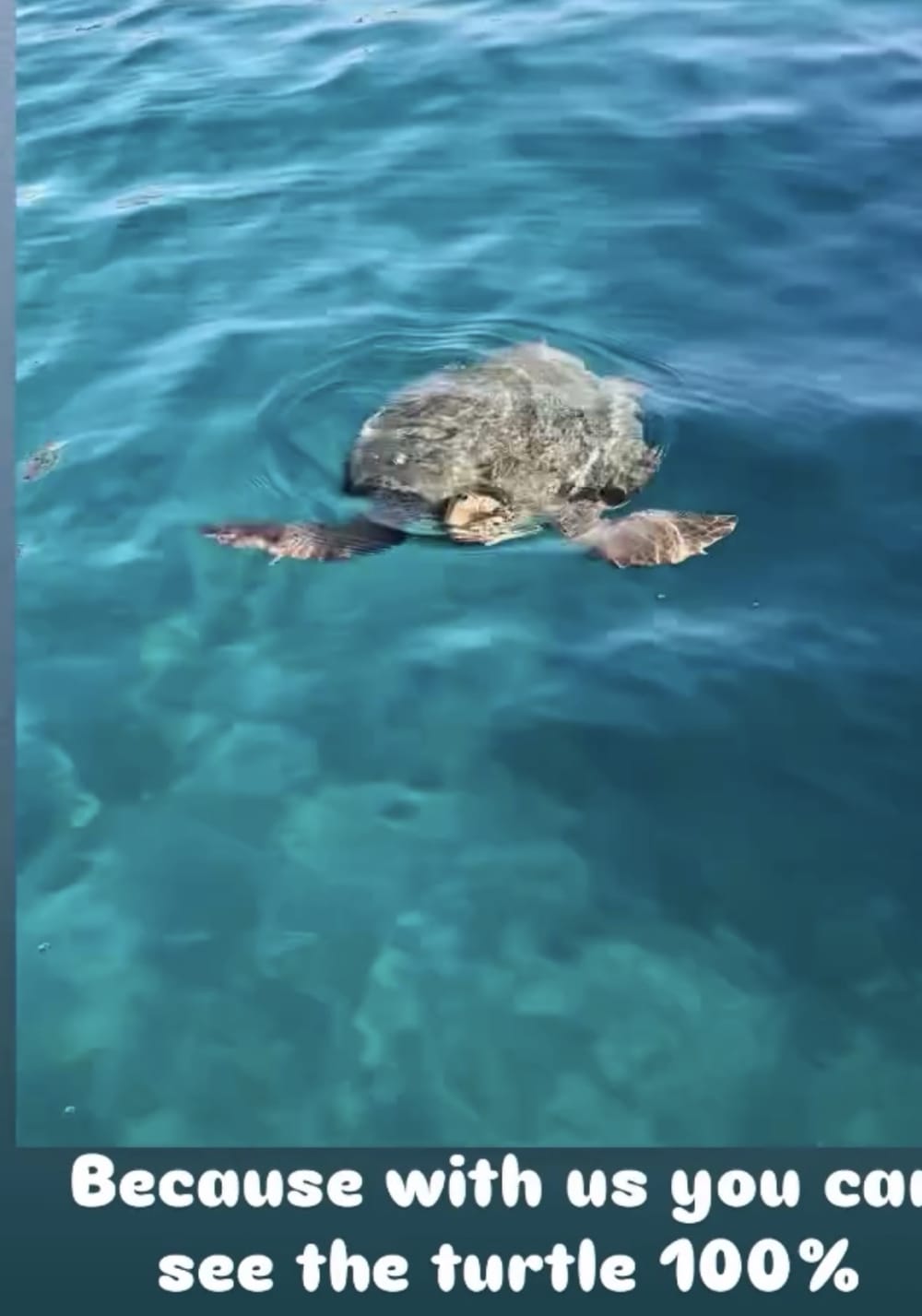 Turtle Spotting Cruise from Zakynthos – Discover Turtle Island, Myzithres & Keri Caves