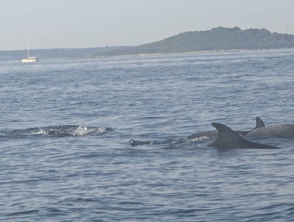 Dolphin Watching Tour from Poreč: Sunset Sea Safari