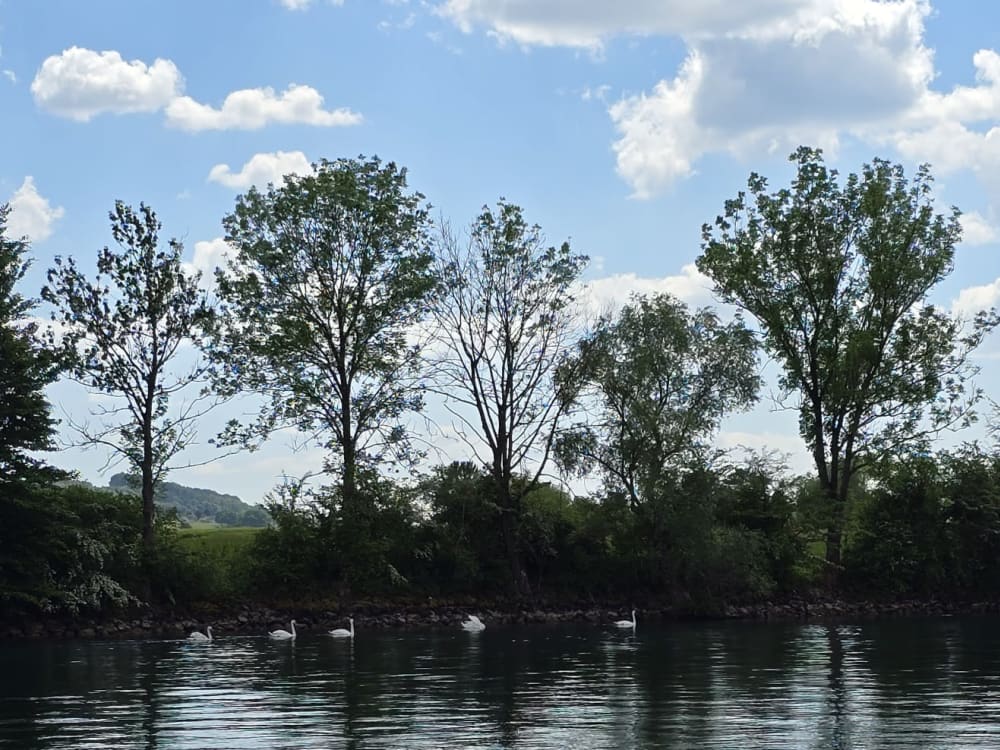 Sortie printanière – À la rencontre des cigognes d’Altreu (12h)
