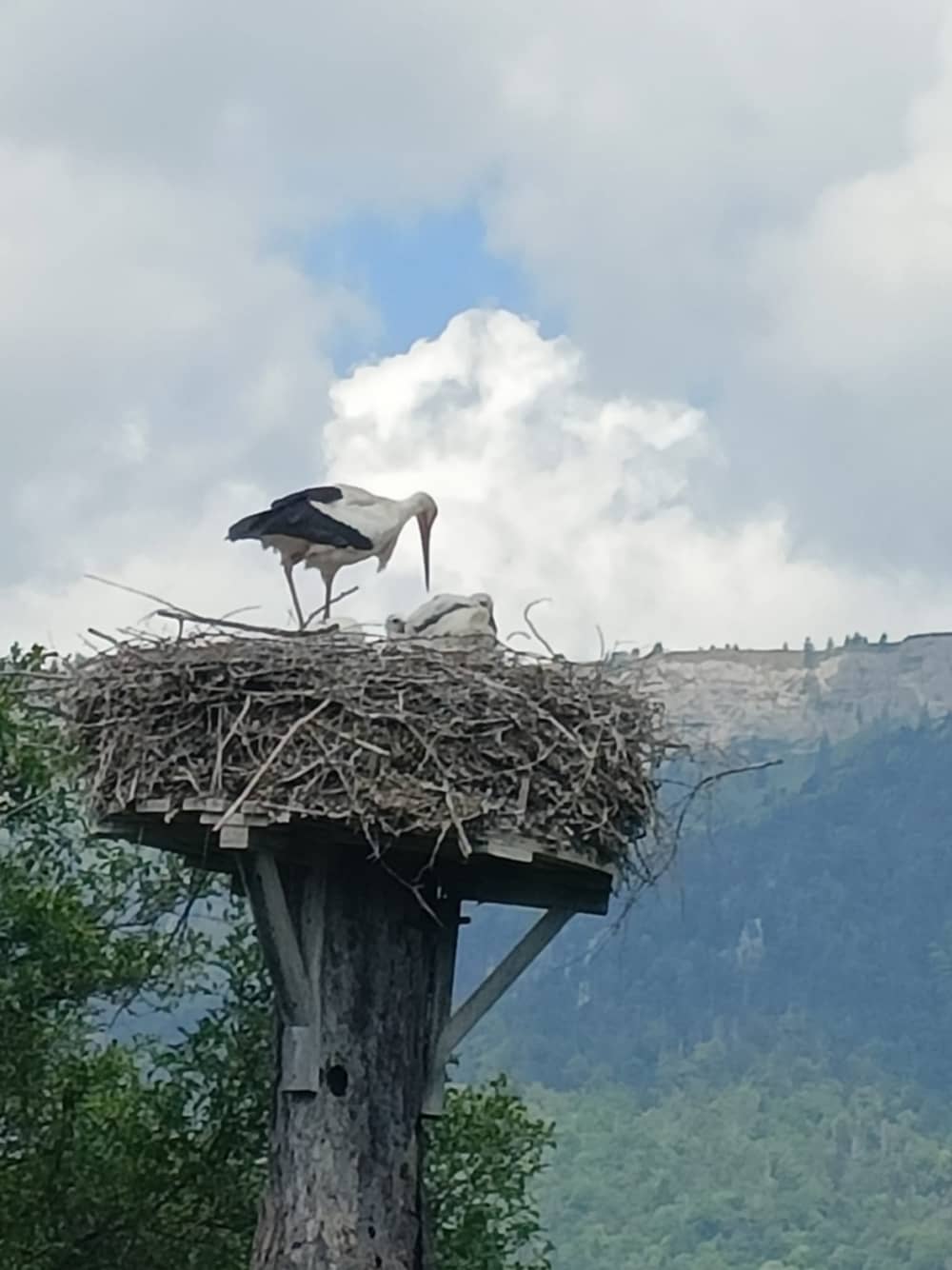 Sortie printanière – À la rencontre des cigognes d’Altreu (12h)