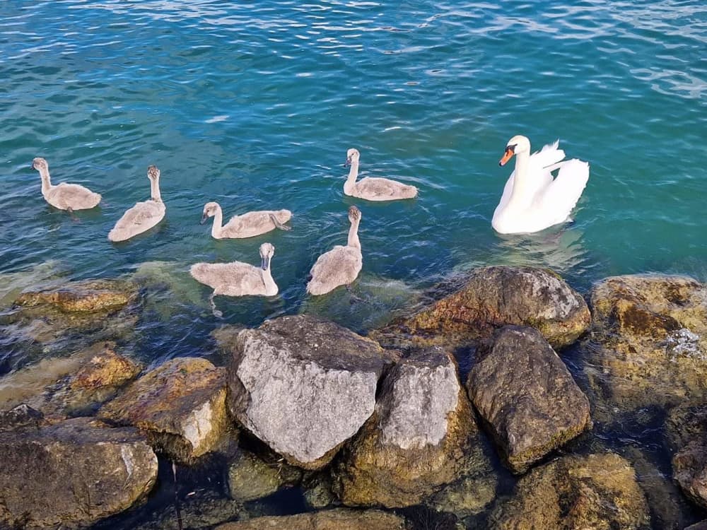 Croisière Nature & Découverte – 2h le long des berges du lac de Neuchâtel vers la Grande Cariçaie