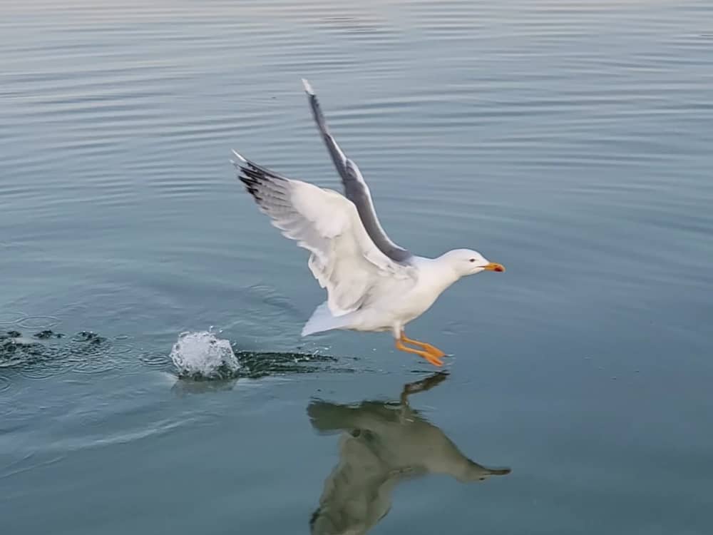 Croisière Nature & Découverte – 2h le long des berges du lac de Neuchâtel vers la Grande Cariçaie