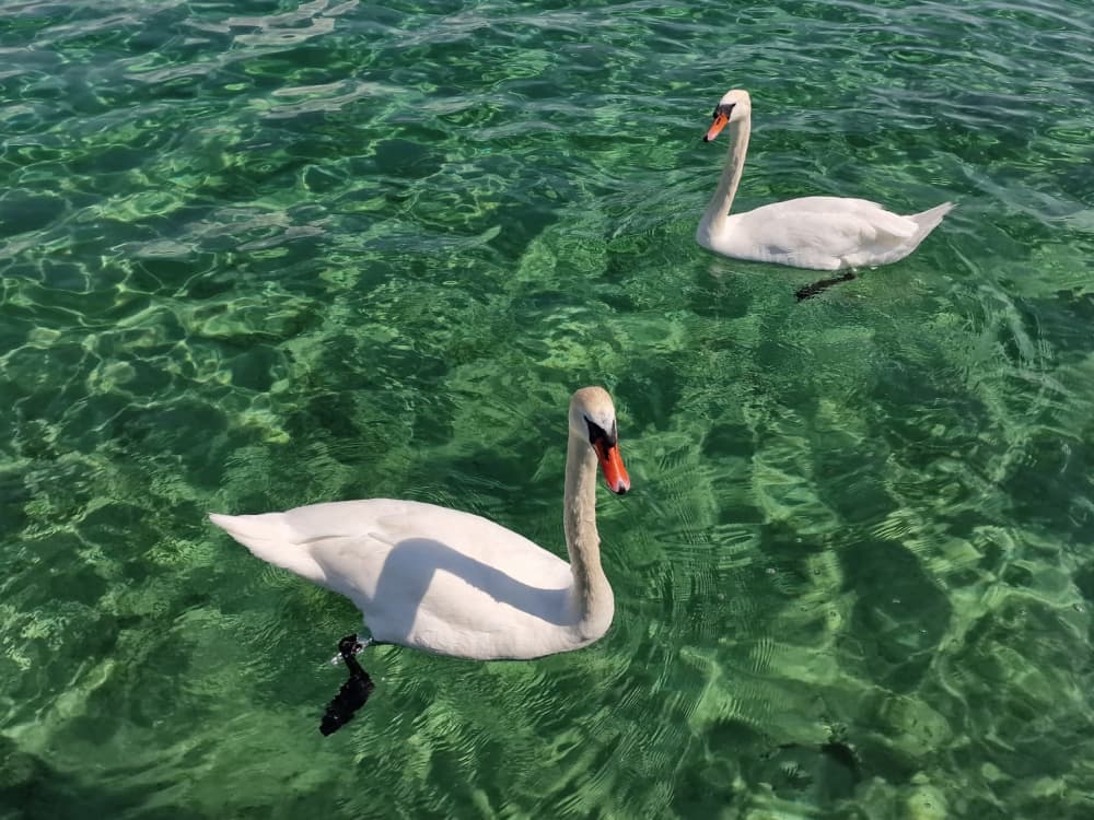Croisière Nature & Découverte – 2h le long des berges du lac de Neuchâtel vers la Grande Cariçaie