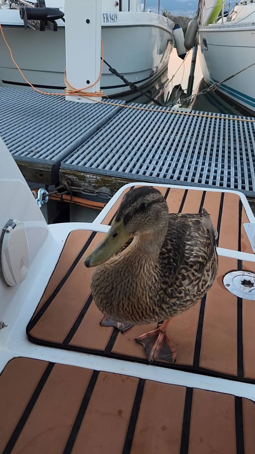 Croisière Nature & Découverte – 2h le long des berges du lac de Neuchâtel vers la Grande Cariçaie