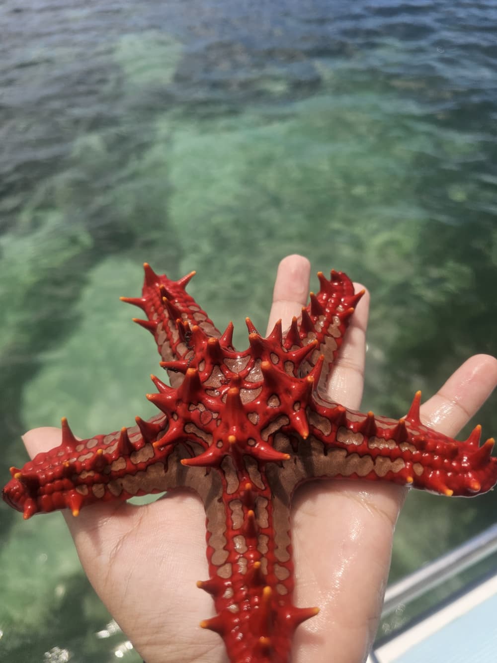 Blue Passage: Ιδιωτική μεταφορά στις Σεϋχέλλες