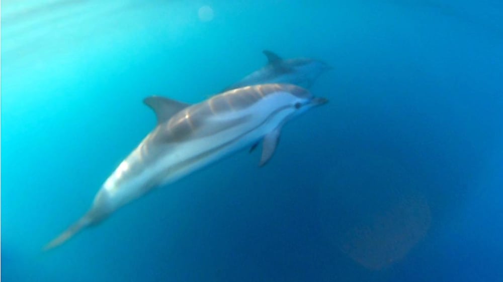 Delfine und ein typisch sizilianischer Aperitif in Taormina