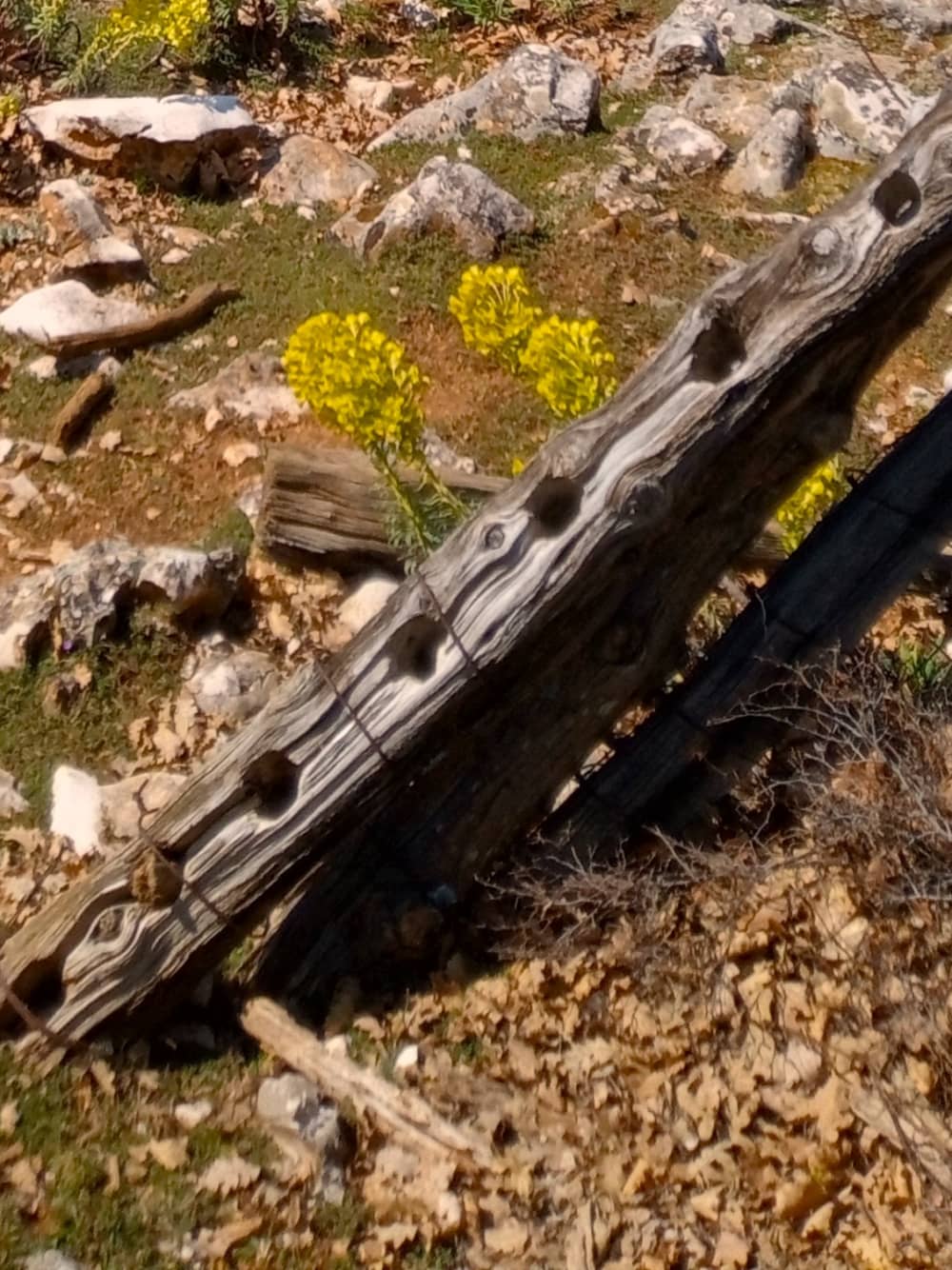 Trilhas e Marés: Caminhada e Passeio de Barco na Ilha Cres