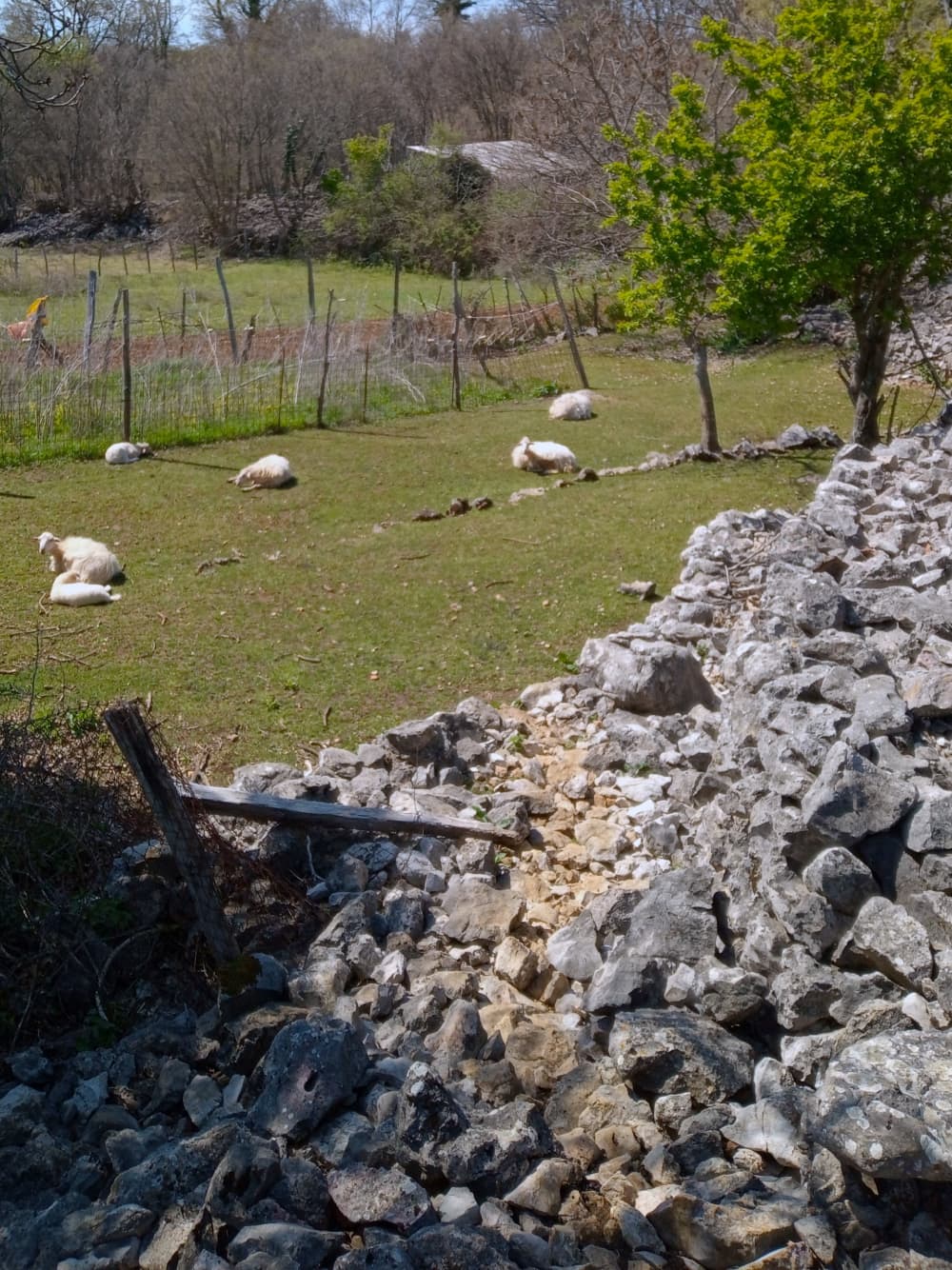 Trilhas e Marés: Caminhada e Passeio de Barco na Ilha Cres