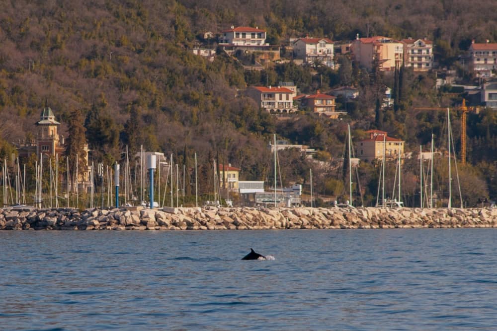 Joias escondidas da Riviera Opatija: passeio de barco Mošćenička Draga