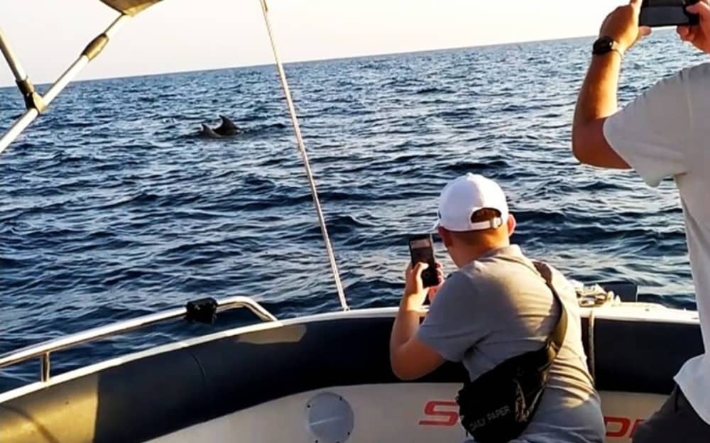 Private 3-stündige Sonnenuntergangs- und Delfinbeobachtungstour – Magischer Abend auf See