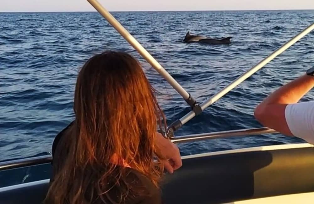 Private 3-stündige Sonnenuntergangs- und Delfinbeobachtungstour – Magischer Abend auf See