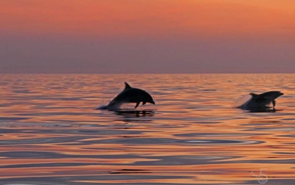 Private 3-stündige Sonnenuntergangs- und Delfinbeobachtungstour – Magischer Abend auf See