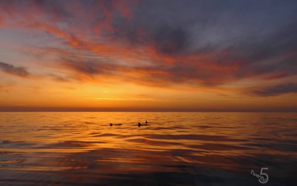 Private 3-stündige Sonnenuntergangs- und Delfinbeobachtungstour – Magischer Abend auf See