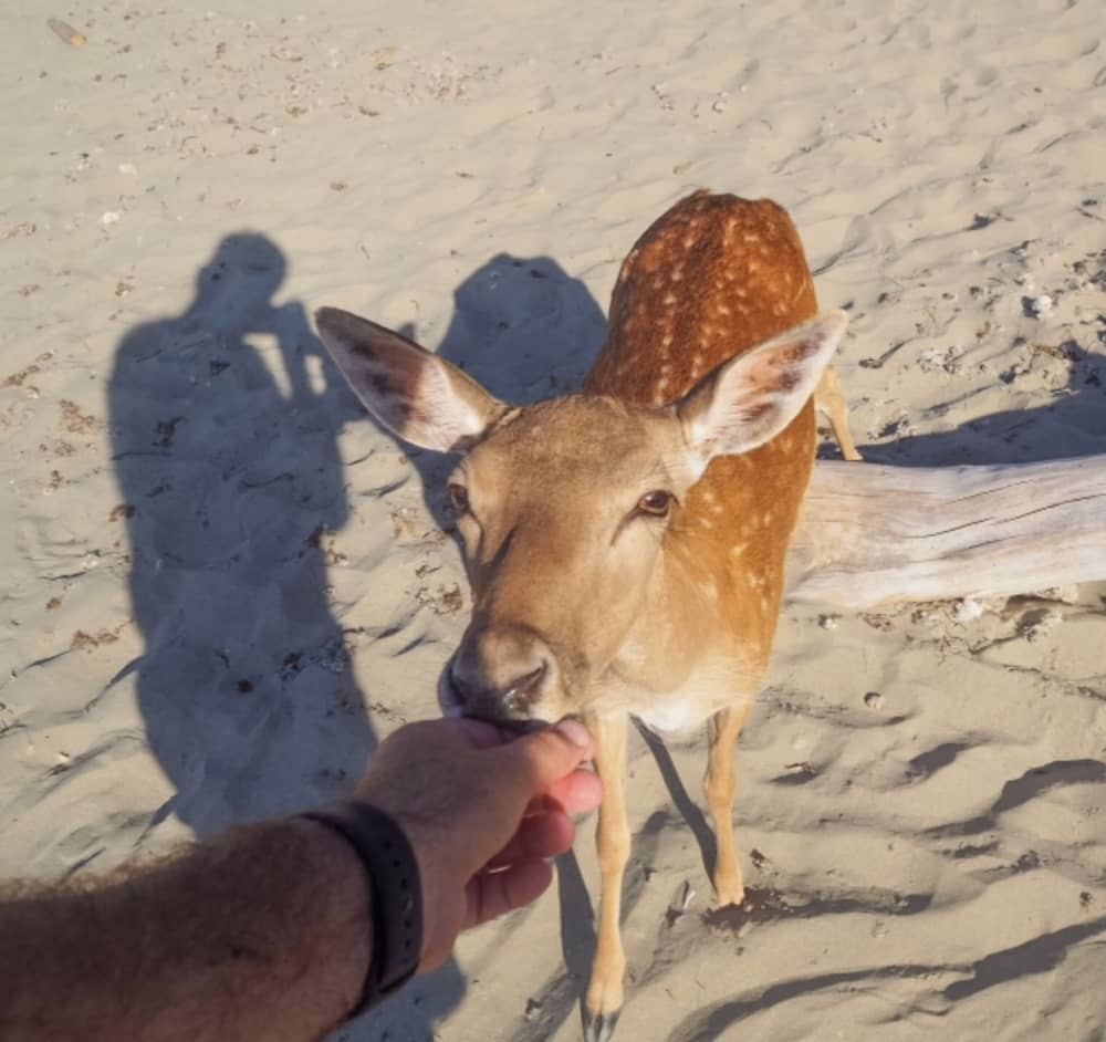 Sailing and Relax: Discover Giglio, Elba, Cala di Forno and Formiche.
