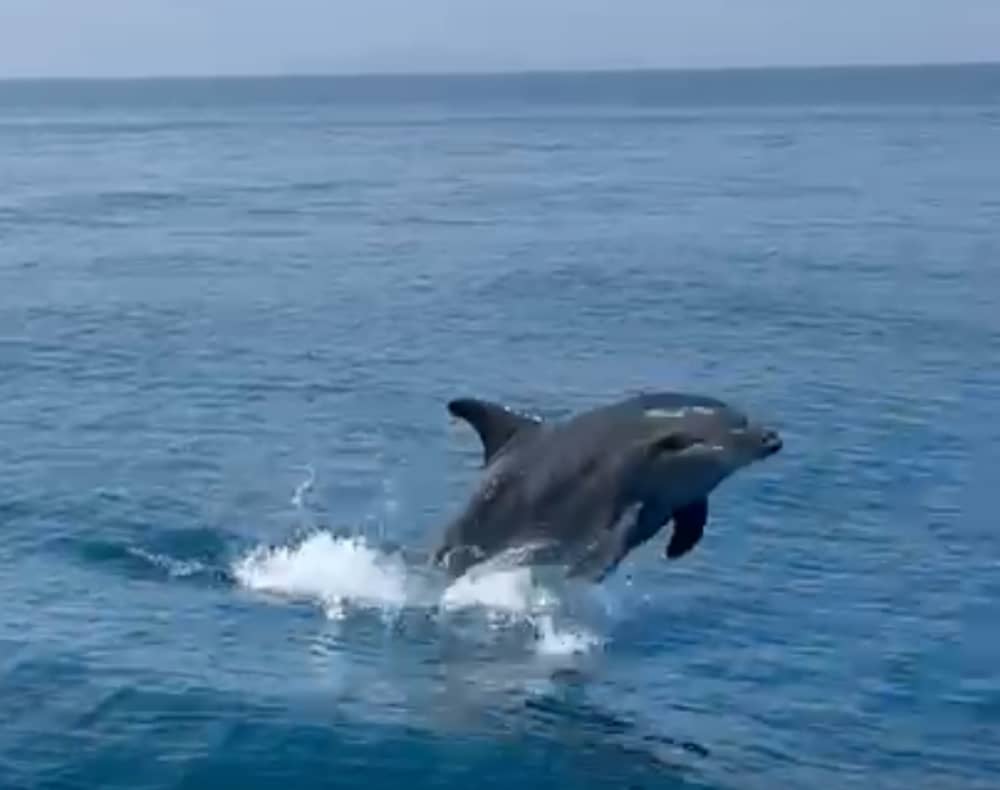 Sailing and Relax: Discover Giglio, Elba, Cala di Forno and Formiche.