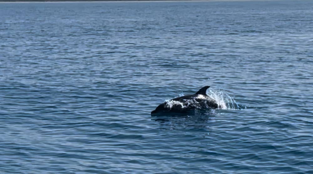 Sailing and Relax: Discover Giglio, Elba, Cala di Forno and Formiche.