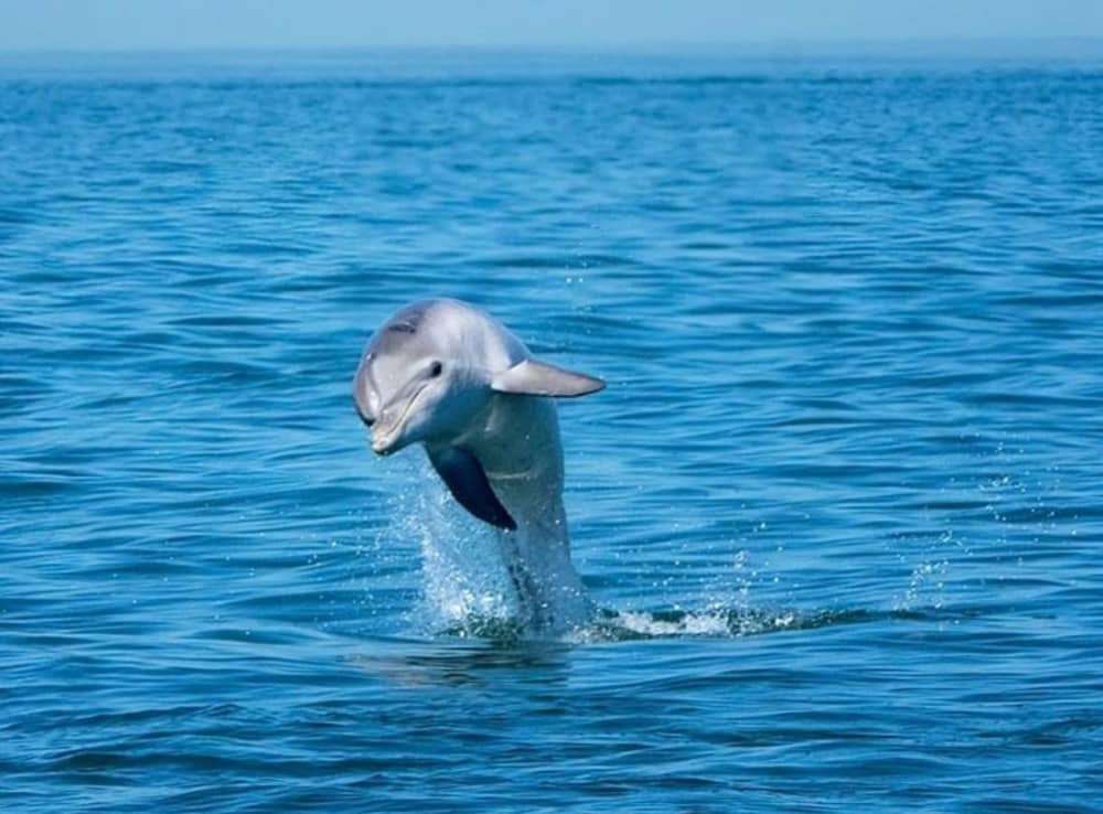 Grand Tour from Olbia to the Tavolara & Molara Archipelago, snorkeling, and a Sardinian aperitif