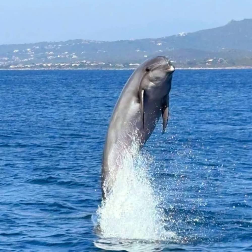 From Olbia city center: Dolphin Watching and Snorkeling in Figarolo
