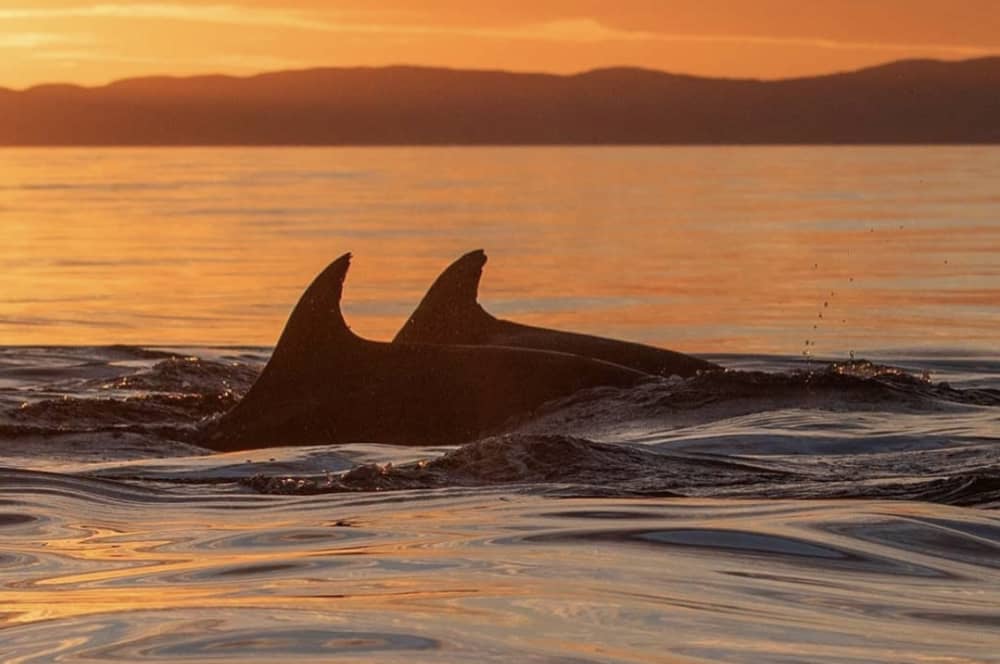 Dolphin Sunset Tour: Aperitif and Snorkeling Off Figarolo Island