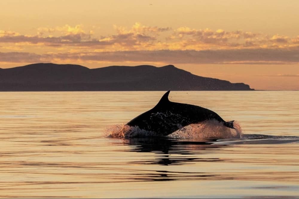 Dolphin Sunset Tour: Aperitif and Snorkeling Off Figarolo Island