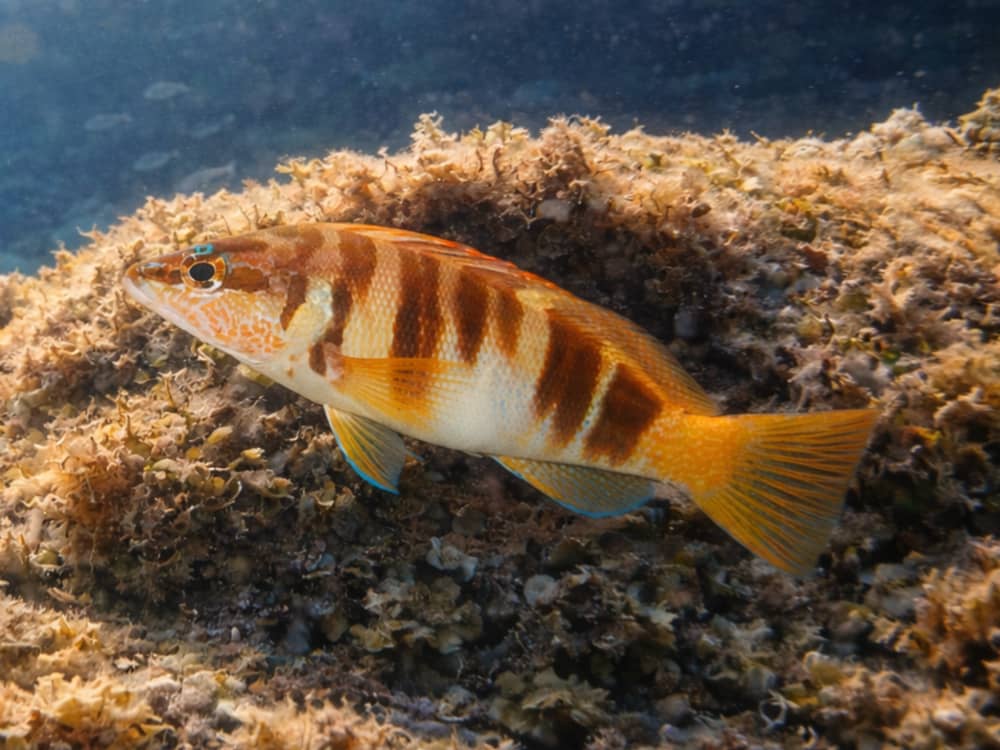 Mallorca: Alcudia: Private Boat Tour with Snorkel (2.5h)