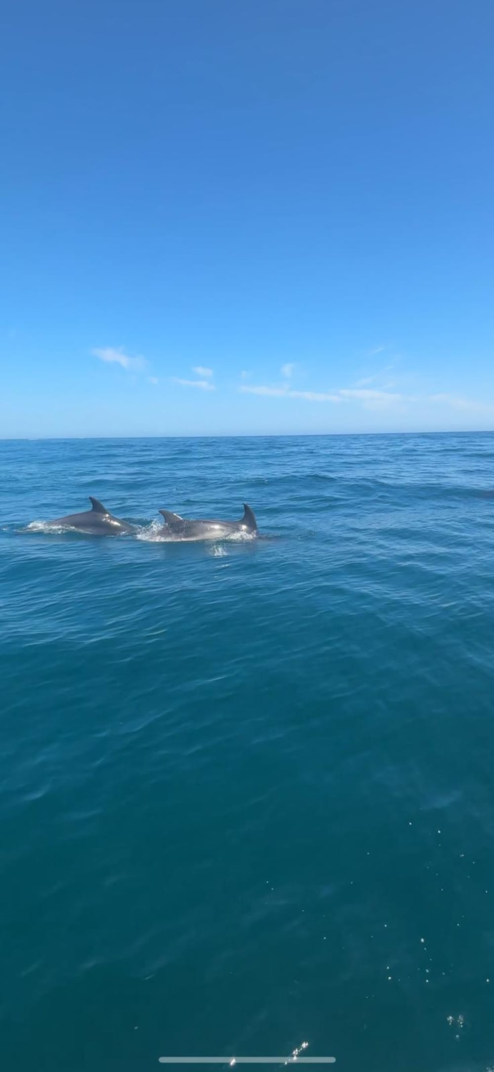 🐬Viaje de avistamiento de delfines🐬