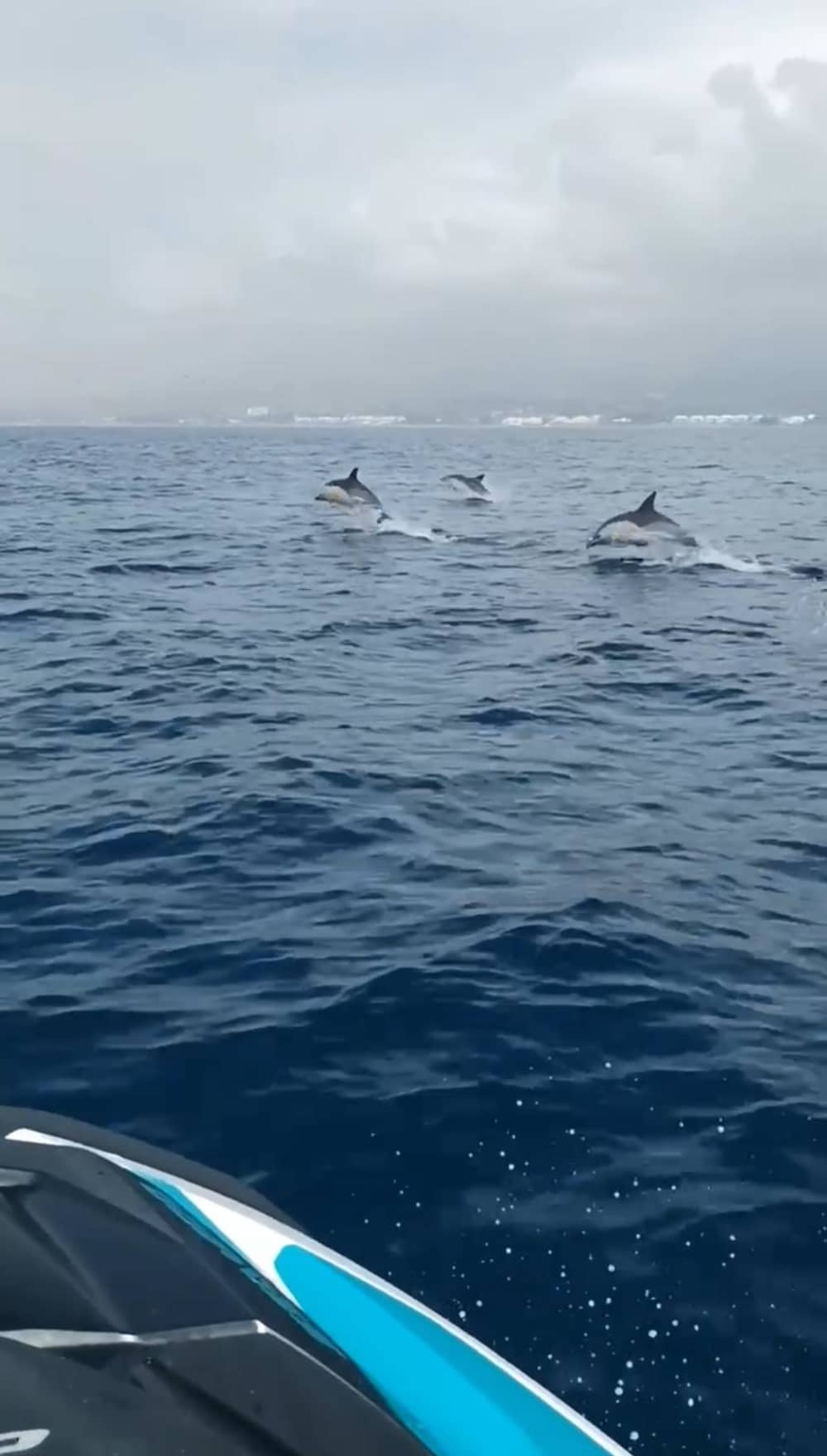 🐬Viaje de avistamiento de delfines🐬