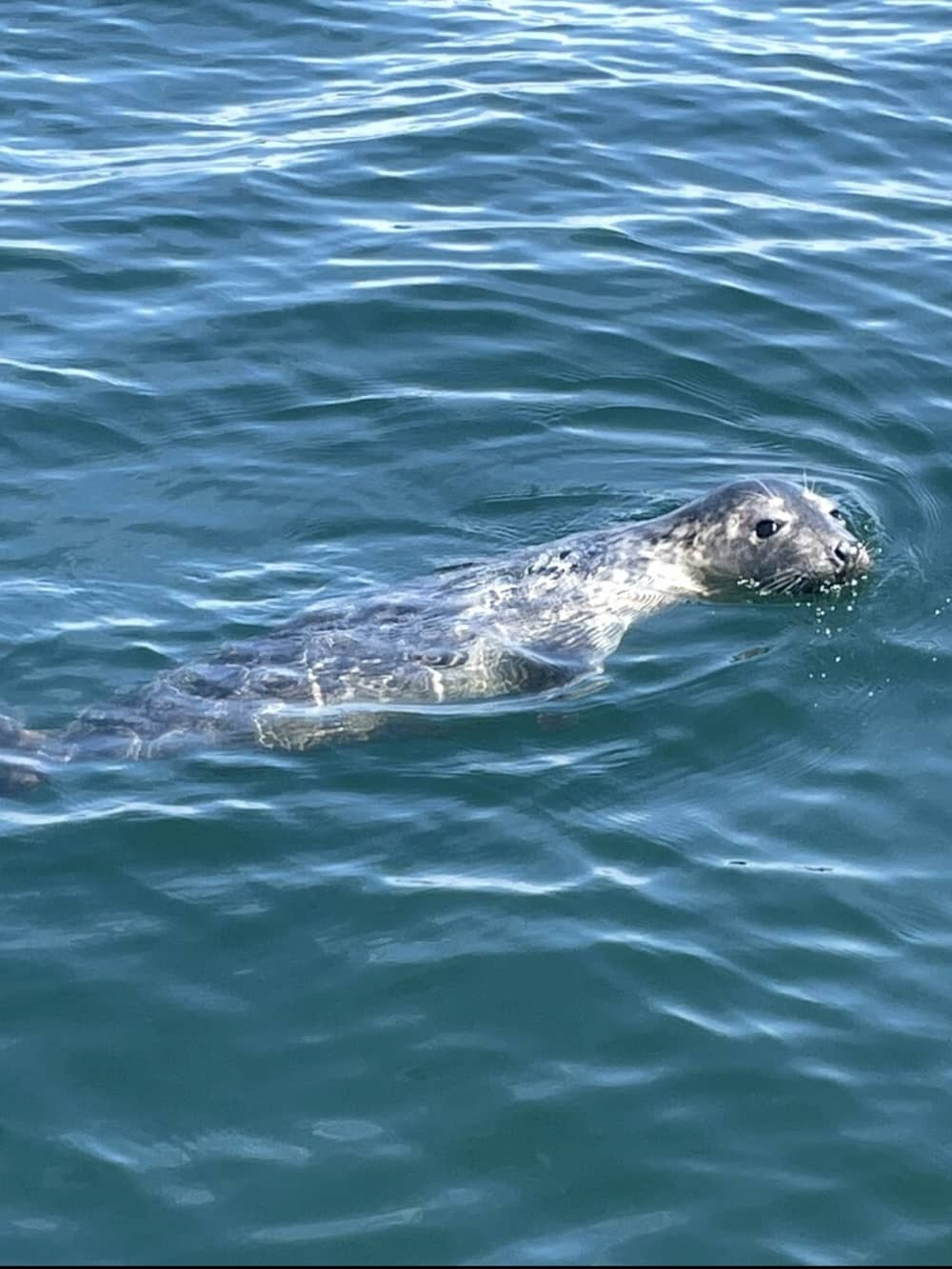 Location de bateau à moteur à la journée à Brest