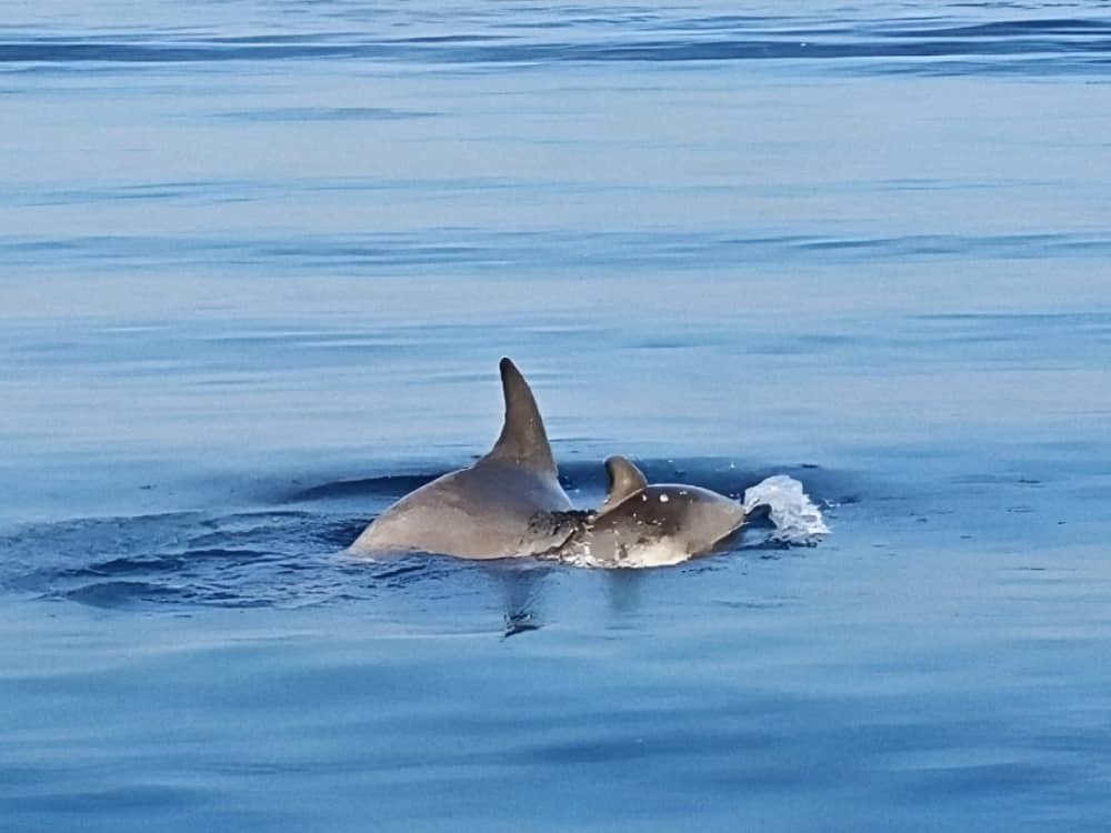 Prywatna luksusowa łódź Colnago 38 z opcją all-inclusive do 3 wysp z błękitnymi jaskiniami, ukrytymi zatokami i słynnym Złotym Rogiem