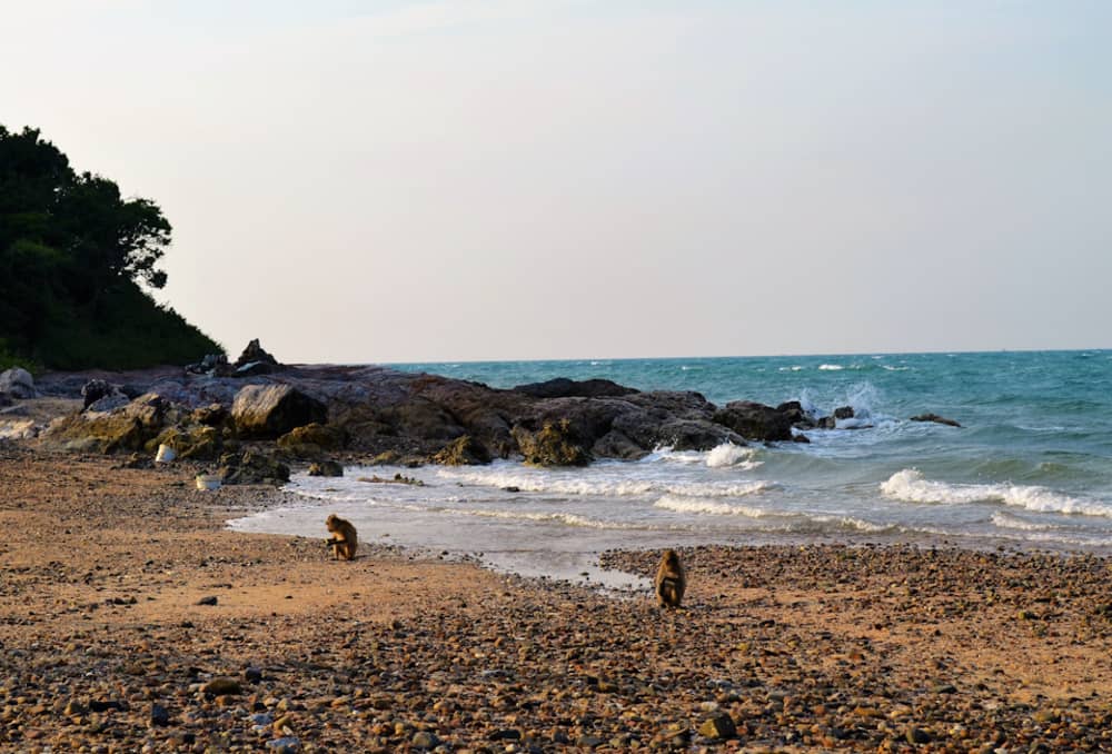 Monkey Island Escape – Private Yacht Experience