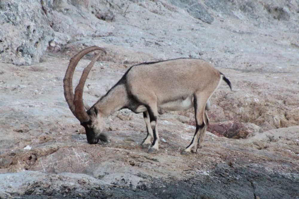 Crociera privata di 4 ore al tramonto sull'isola di Thodorou