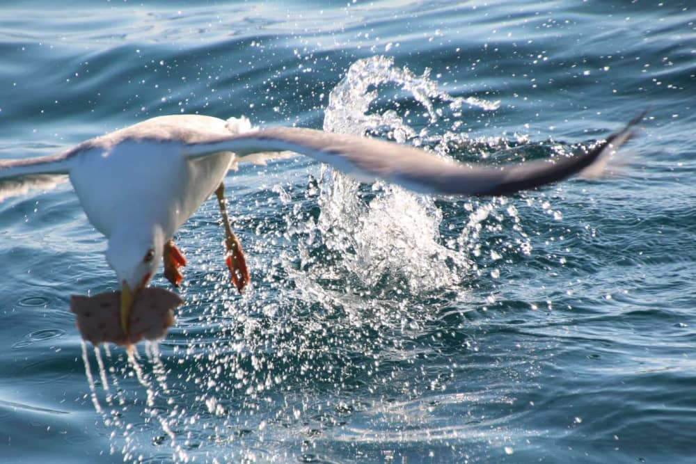 Crociera privata di 4 ore al tramonto sull'isola di Thodorou