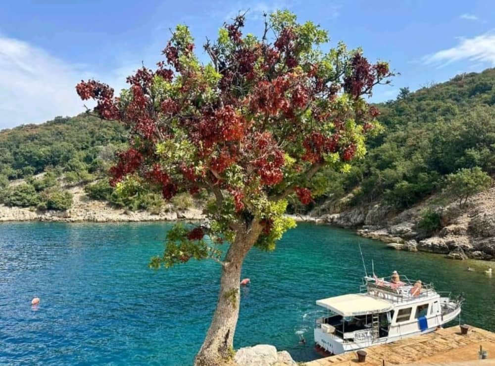 Immergiti in acque cristalline: una giornata intera alla scoperta di Opatija.