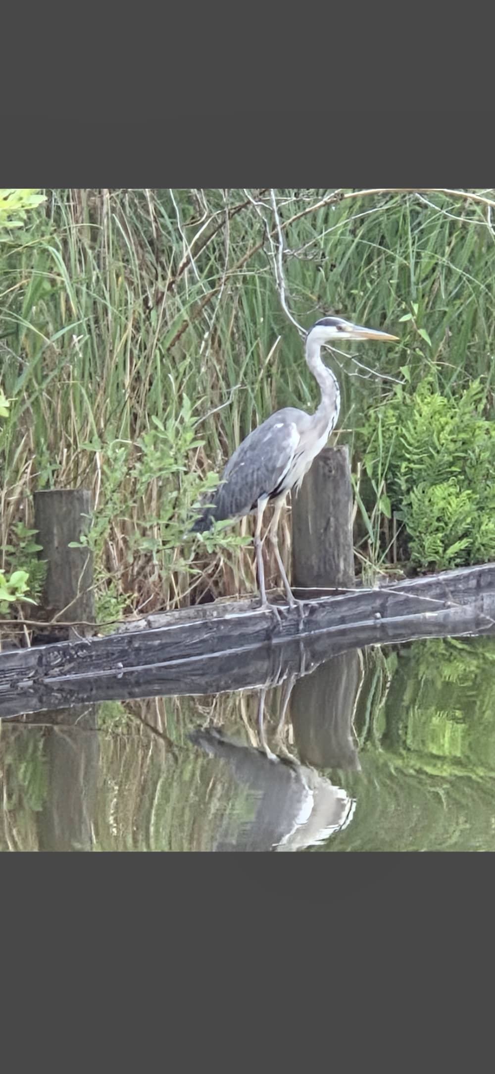 Loosdrecht Lakes – Trekgaten & Kalverstraat-tur. 3 timmar