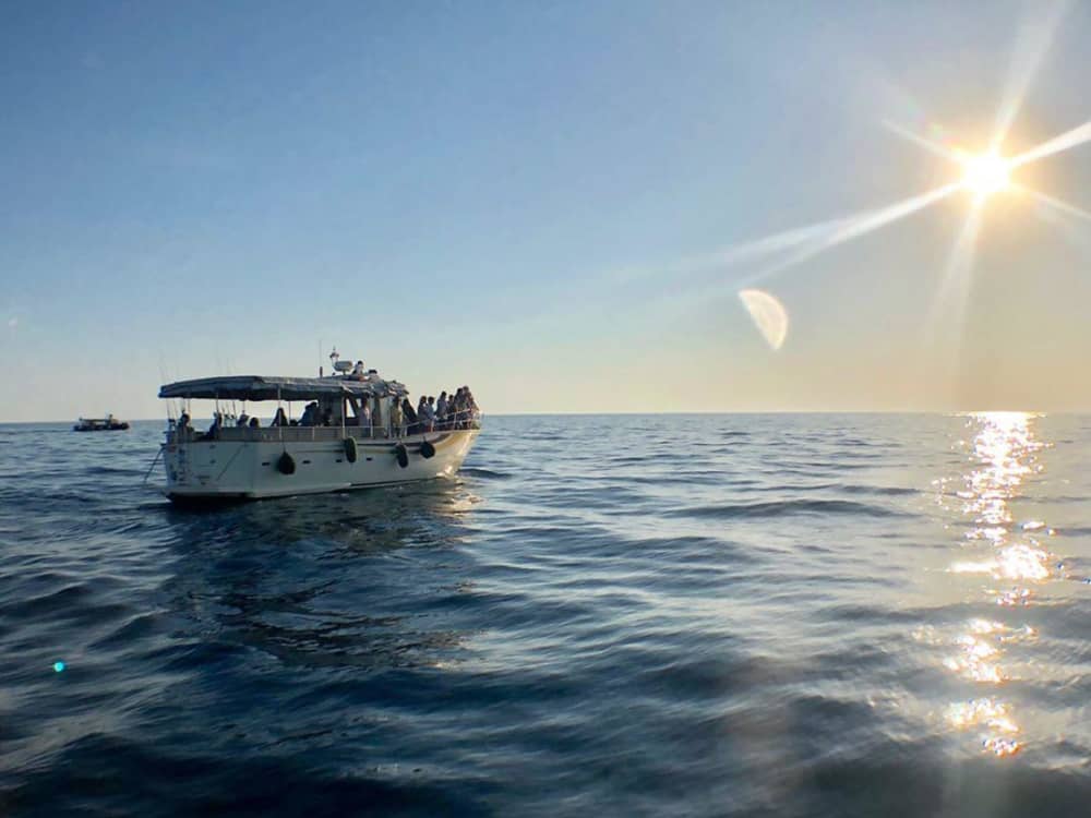 Escursione in barca di 4 ore al fiordo di Lim con nuoto