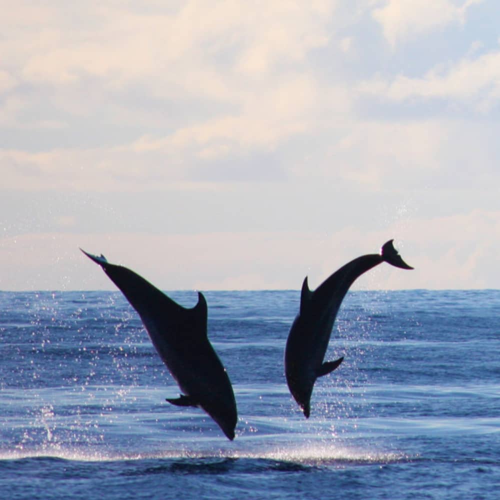 Odkryj Maderę od strony oceanu: 2,5-godzinna ucieczka