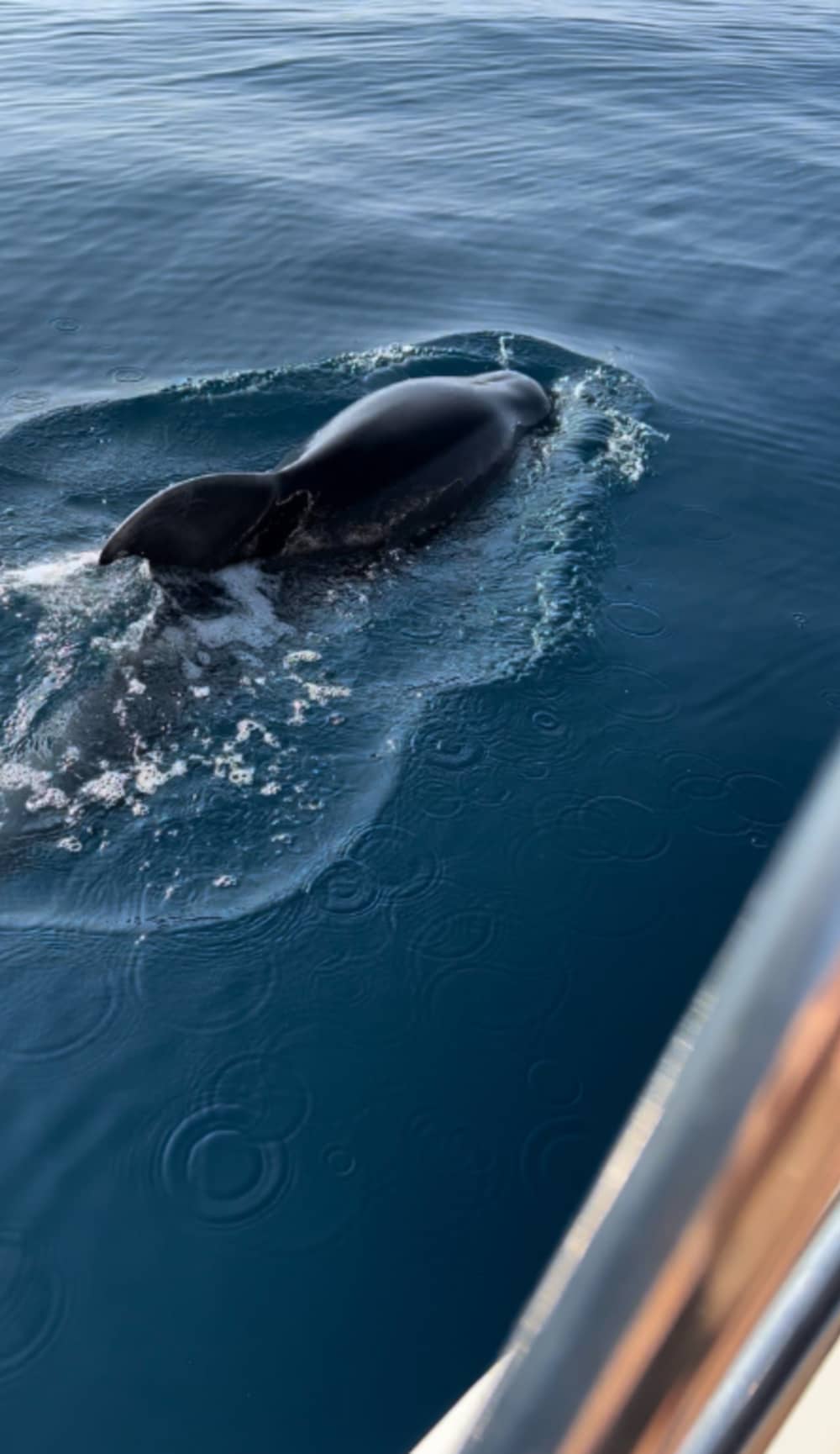 Scopri Zlatni Rat e Vrboska in 9 ore