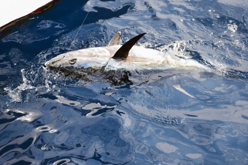 Tuna Fishing in Dubrovnik (8 hours)